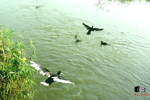 i桓臺(tái)·愛拍客丨馬踏湖看秋景